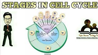 Stages of cell cycledetailed description of interphase for NEET AIIMS JIPMER [upl. by Humble745]