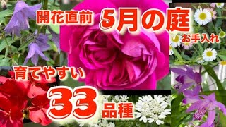 開花直前【5月の庭】お手入れ：育てやすい33品種 [upl. by Eenor]