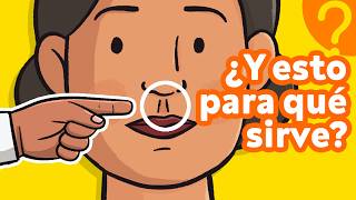 ¿Sirven de algo estas OTRAS 7 partes de tu cuerpo 👫 [upl. by Edson]