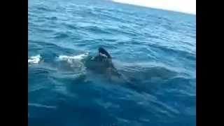 Vidéo dun requin au Maroc [upl. by Nitz]