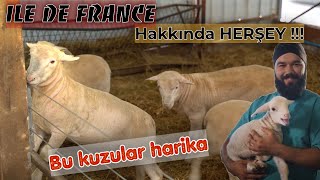 İLE DE FRANCE KOYUNU  ÖZELLİKLERİ BAKIMI VERİMİ BESLEMESİ [upl. by Primrose]