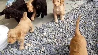 Australian Cobberdog Puppies [upl. by Licec]