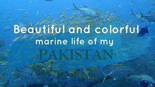 Beautiful marine life of Pakistan marinelife scubadiving [upl. by Balas926]