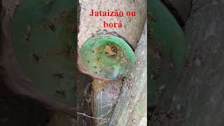 Abelha borá ou jataizão tetragona clavips [upl. by Jocelin]