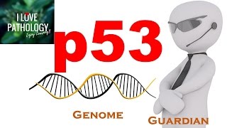 NEOPLASIA 4 p53 gene The Guardian of the genome functions regulation and inactivation [upl. by Ramonda783]