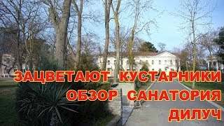 АНАПА 21012019 ЗАЦВЕТАЮТ КУСТАРНИКИ ОБЗОР САНАТОРИЯ ДИЛУЧ [upl. by Australia]