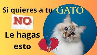 ¿QUIERES A TU GATO  si es así mira este vídeo me lo agradecerás videosdegatos ElGatoCooper [upl. by Penthea]