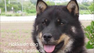 Hokkaido dog on the verge of extinctionHokkaido dog kotaro the fields guard dogbear dogfarmdog [upl. by Spence549]