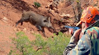 Chasse Sanglier au Maroc Khemisset  Wild Boar Hunting 2024 Partie 18 [upl. by Micco976]