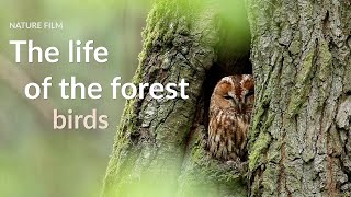 The life of the forest Birds [upl. by Rask83]