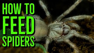 How To Feed Spiderlings amp Scorplings Baby Tarantulas amp Scorpions [upl. by Justus779]