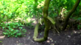 Box Tree Moth caterpillar moving sideways on threads [upl. by Maryl]