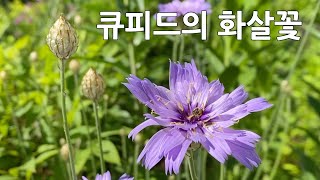 화살꽃 Cupids dart Major Catananche caerulea 노지월동 다년생 여름꽃 밴쿠버 폭염 Gardening Vancouver [upl. by Anek]