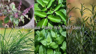 5 औषधीय पौधे  Five Herbs Plant  Must Have Medicinal Plants For Home [upl. by Nedap]