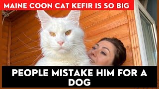 Maine Coon Cat Kefir is so Big People Mistake him for a Dog [upl. by Bay]