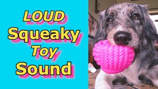 Squeaky Toy Sounds Sounds Dogs React To Sounds that attract dogs prankyourdog squeaky [upl. by Berneta334]