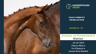 Chutney vh Prinsenland Z – Foals amp Embryo’s Online Auction – Paardenveilingonlinecom [upl. by Assetniuq]