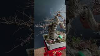 Yamadori bonsai elm [upl. by Decato]