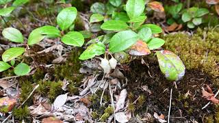 Gaultheria procumbens Wintergreen [upl. by Shuma288]