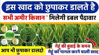 गेहूं को पागल करने वाली खाद गेहूं की बुवाई के समय डालदो 1 एकड़ में 45 कुंतल की गारंटी 🌾Gehu ki kheti [upl. by Pressey]