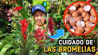 COMO cuidar tus BROMELIAS para que siempre esten HERMOSAS  ABONO para bromelias [upl. by Mallon]