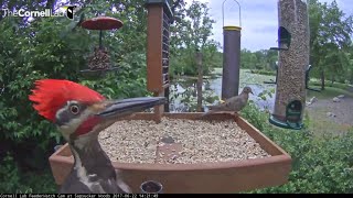 Pileated Woodpecker Photobombs the Cornell Lab FeederWatch Cam at Sapsucker Woods [upl. by Mcnally552]