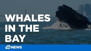 Humpback whales feed in SF Bay [upl. by Jarrell32]