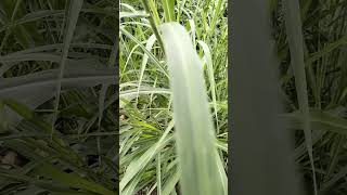 Beautiful Pennisetum purpureu Elephant Grass🎋🎋🌾🌾 nature farm elephantgrass Pennisetum purpureu [upl. by Blount]