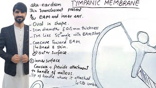 anatomy of tympanic membrane  ear drum  pars tensa  pars flaccida  external ear anatomy [upl. by Worthington]