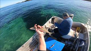 How to catch whiting  how to catch squid  catch n cook [upl. by Dwain]