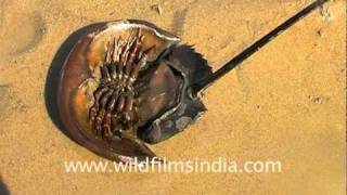 Horseshoe Crab [upl. by Gay105]