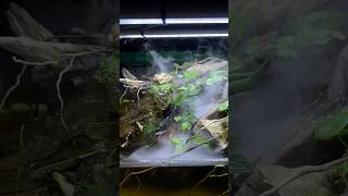 Beautiful paludarium setup paludarium aquarium interesting trending beautiful fishtank [upl. by Eeliab]