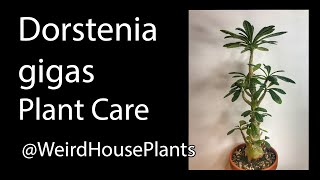 Dorstenia Gigas Plant Care [upl. by Klecka]