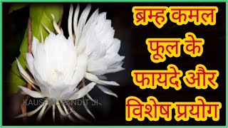 BRAHMA KAMAL PLANT  brahma kamal flower benefits  brahma kamal phool ke fayde [upl. by Plunkett21]