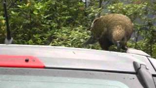 Kea attacks car [upl. by Sinylg]