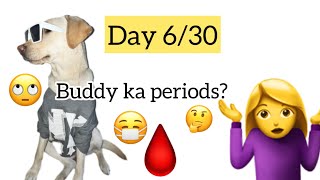 Day 6  30 in my life  my dog’s period started  Darjeeling Vlogs  Dogs periods [upl. by Atikram]