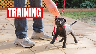 How To Train Staffy Puppy Staffordshire Bull Terrier Training [upl. by Esther]