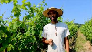 Technique alternative au rognage  le tressage des vignes bio de Florian BeckHartweg en Alsace [upl. by Siegel]