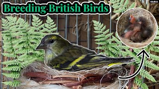 Finallythe FIRST Siskin Chicks  Breeding British Birds S1E11 [upl. by Okiman]