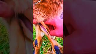 Kangaroo pouch kangaroo animals crazyvlog shorts short [upl. by Liagibba499]