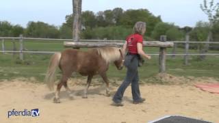 Grundlagen der Freiarbeit  Agility mit Pferden  Nina Steigerwald [upl. by Tremml93]