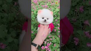 Teacup dog price in India  Pomeranian dog price  Pomeranian puppies viral shorts tranding dogs [upl. by Ynohtnacram]