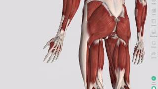 Skeletal Muscles  Complete Anatomy [upl. by Ruhtracm]