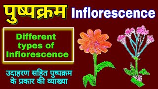 Inflorescence  Inflorescence in hindi  Types of inflorescence plants Morphology  biology science [upl. by Yelbmik]