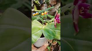 Phalaenopsis botanique 🥰 business orchidaceae plantas flowersorchidbrasilplantsorquideapedia [upl. by Ahsenek914]