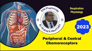 Peripheral amp central chemoreceptors 92023 by Dr Khaled A Abulfadle [upl. by Codding494]