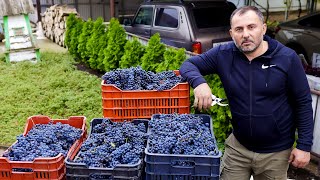 Homemade Wine from homemade Grapes  Food and Drinks by GEORGY KAVKAZ [upl. by Notsa485]