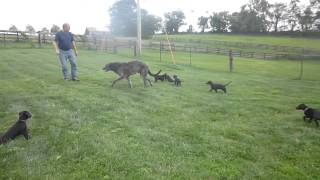 Scottish Deerhound puppies [upl. by Tempest839]