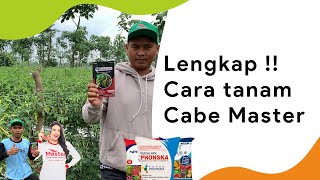 Cara Tanam Cabe Rawit Unggul Master  Lengkap Pemupukan [upl. by Odama660]