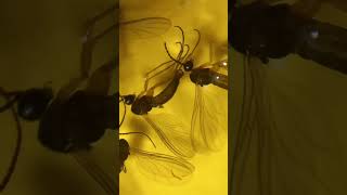 Under Microscope Fungus Gnats Sciaridae Diptera How to Get Rid of Fungus Gnats near Your Plants [upl. by Armitage]